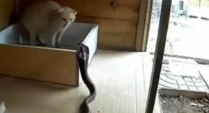 Obračun mačke i kobre iznenadio gledatelje, ovakav ishod nitko nije očekivao...